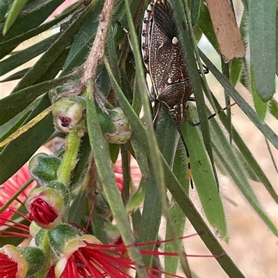 Omyta centrolineata (Centreline Shield Bug) at Higgins, ACT - 17 Nov 2024 by Jennybach