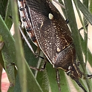 Omyta centrolineata at Higgins, ACT - 17 Nov 2024