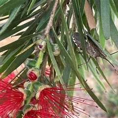 Omyta centrolineata at Higgins, ACT - 17 Nov 2024