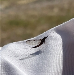 Ephemeroptera (order) (Unidentified Mayfly) at Rendezvous Creek, ACT - 15 Nov 2024 by Medha