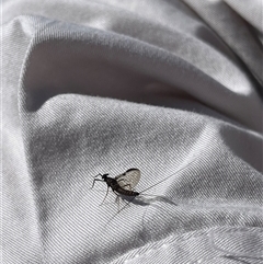 Ephemeroptera (order) at Rendezvous Creek, ACT - 16 Nov 2024 10:24 AM