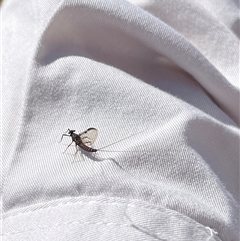 Ephemeroptera (order) at Rendezvous Creek, ACT - 16 Nov 2024 10:24 AM