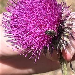 Apiformes (informal group) (Unidentified bee) at Rendezvous Creek, ACT - 15 Nov 2024 by Medha