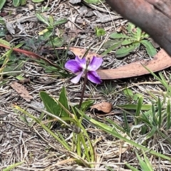 Viola betonicifolia (Mountain Violet) at Rendezvous Creek, ACT - 16 Nov 2024 by Medha