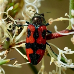 Castiarina delectabilis (A jewel beetle) at Mongarlowe, NSW - 16 Nov 2024 by LisaH