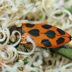 Castiarina octomaculata (A jewel beetle) at Mongarlowe, NSW - 16 Nov 2024 by LisaH