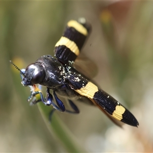 Castiarina bifasciata at Mongarlowe, NSW - suppressed