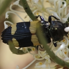 Castiarina bifasciata at Mongarlowe, NSW - suppressed