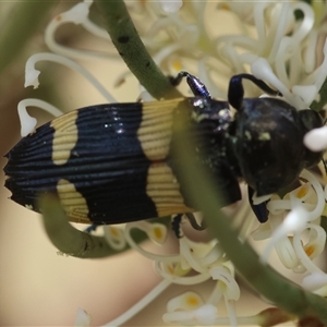 Castiarina bifasciata at Mongarlowe, NSW - suppressed