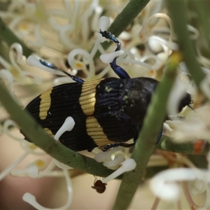 Castiarina bifasciata at Mongarlowe, NSW - suppressed