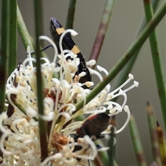 Castiarina bifasciata at Mongarlowe, NSW - suppressed