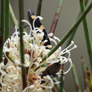 Castiarina bifasciata at Mongarlowe, NSW - suppressed