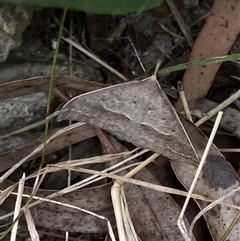 Epidesmia hypenaria (Long-nosed Epidesmia) at Lyons, ACT - 17 Nov 2024 by ran452