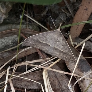 Epidesmia hypenaria at Lyons, ACT - 17 Nov 2024 10:33 AM