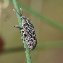 Pachyura australis (Belid weevil) at Mongarlowe, NSW - 16 Nov 2024 by LisaH