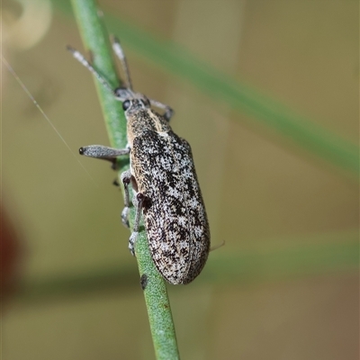 Pachyura australis (Belid weevil) at Mongarlowe, NSW - 16 Nov 2024 by LisaH