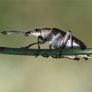 Pachyura australis at Mongarlowe, NSW - 16 Nov 2024