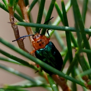 Lamprolina (genus) at Mongarlowe, NSW - suppressed