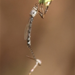 Leptogaster sp. (Thin-tailed robber fly) by LisaH