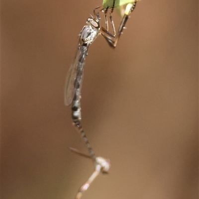 Leptogaster sp. (Thin-tailed robber fly) by LisaH