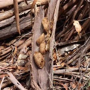 Anthela nicothoe at Mongarlowe, NSW - suppressed