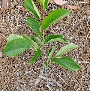 Ulmus procera at Fadden, ACT - 17 Nov 2024 11:24 AM