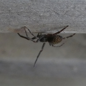 Badumna sp. (genus) at Borough, NSW - 14 Nov 2024