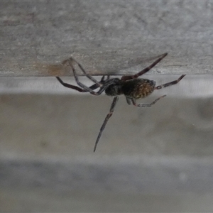 Badumna sp. (genus) at Borough, NSW - 14 Nov 2024