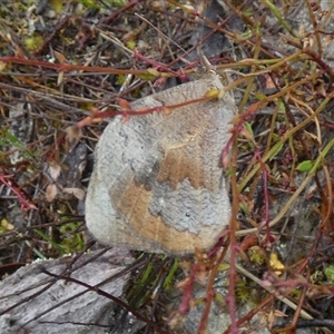 Heteronympha merope at Borough, NSW - 15 Nov 2024