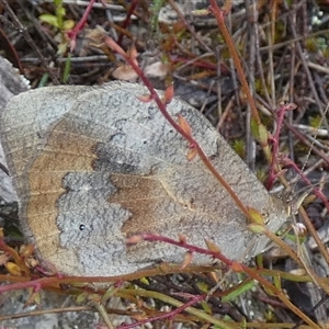 Heteronympha merope at Borough, NSW - 15 Nov 2024