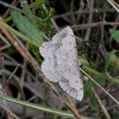 Taxeotis intextata (Looper Moth, Grey Taxeotis) at Borough, NSW - 15 Nov 2024 by Paul4K