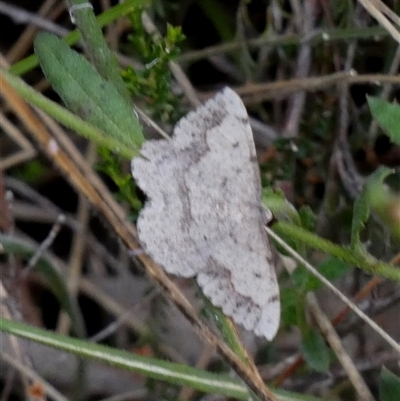 Taxeotis intextata (Looper Moth, Grey Taxeotis) at Borough, NSW - 14 Nov 2024 by Paul4K