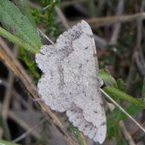 Taxeotis intextata at Borough, NSW - suppressed