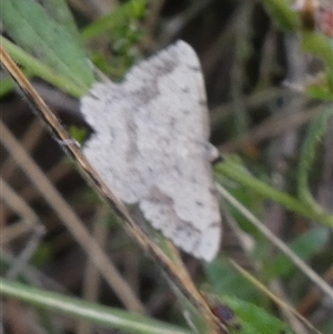 Taxeotis intextata at Borough, NSW - suppressed