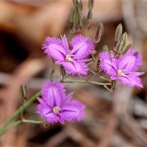 Thysanotus tuberosus subsp. tuberosus at Mongarlowe, NSW - suppressed