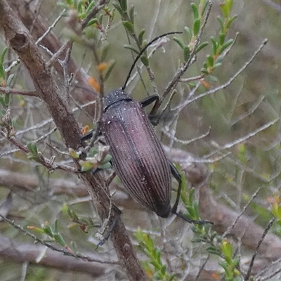 Homotrysis cisteloides (Darkling beetle) at Borough, NSW - 15 Nov 2024 by Paul4K