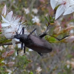 Homotrysis cisteloides at Borough, NSW - 15 Nov 2024