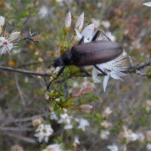 Homotrysis cisteloides at Borough, NSW - 15 Nov 2024