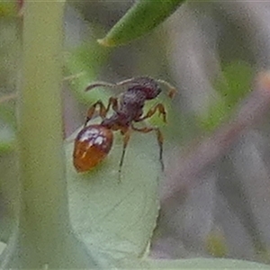 Myrmicinae (subfamily) at Borough, NSW - suppressed