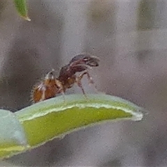 Myrmicinae (subfamily) at Borough, NSW - suppressed