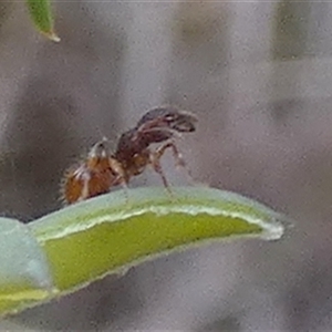 Myrmicinae (subfamily) at Borough, NSW - suppressed