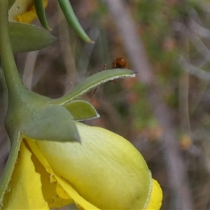 Myrmicinae (subfamily) at Borough, NSW - suppressed