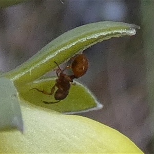 Myrmicinae (subfamily) at Borough, NSW - suppressed