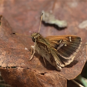 Toxidia parvula (Banded Grass-skipper) at Mongarlowe, NSW by LisaH