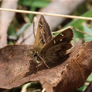 Toxidia parvula at Mongarlowe, NSW - 16 Nov 2024