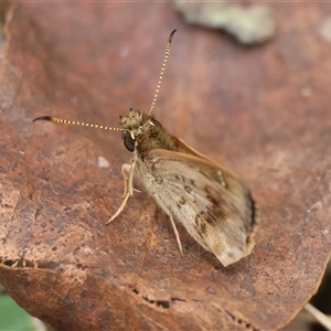 Toxidia parvula at Mongarlowe, NSW - 16 Nov 2024