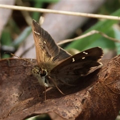 Toxidia parvula at Mongarlowe, NSW - 16 Nov 2024