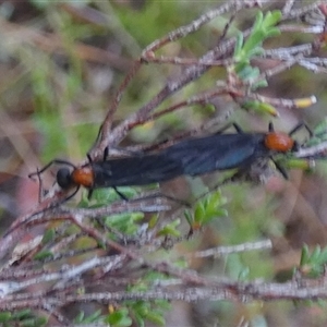 Plecia sp. (genus) (Lovebug Fly) at Borough, NSW by Paul4K