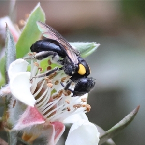 Leioproctus (Leioproctus) irroratus at Mongarlowe, NSW - suppressed