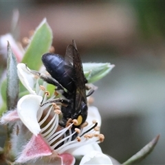 Leioproctus (Leioproctus) irroratus at Mongarlowe, NSW - suppressed